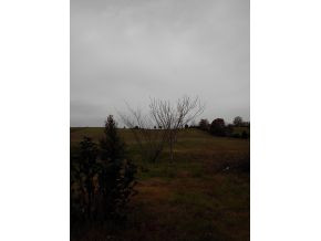 464 East Fork Road Greeneville, TN 37743 - Photo 13 of 14 View behind house