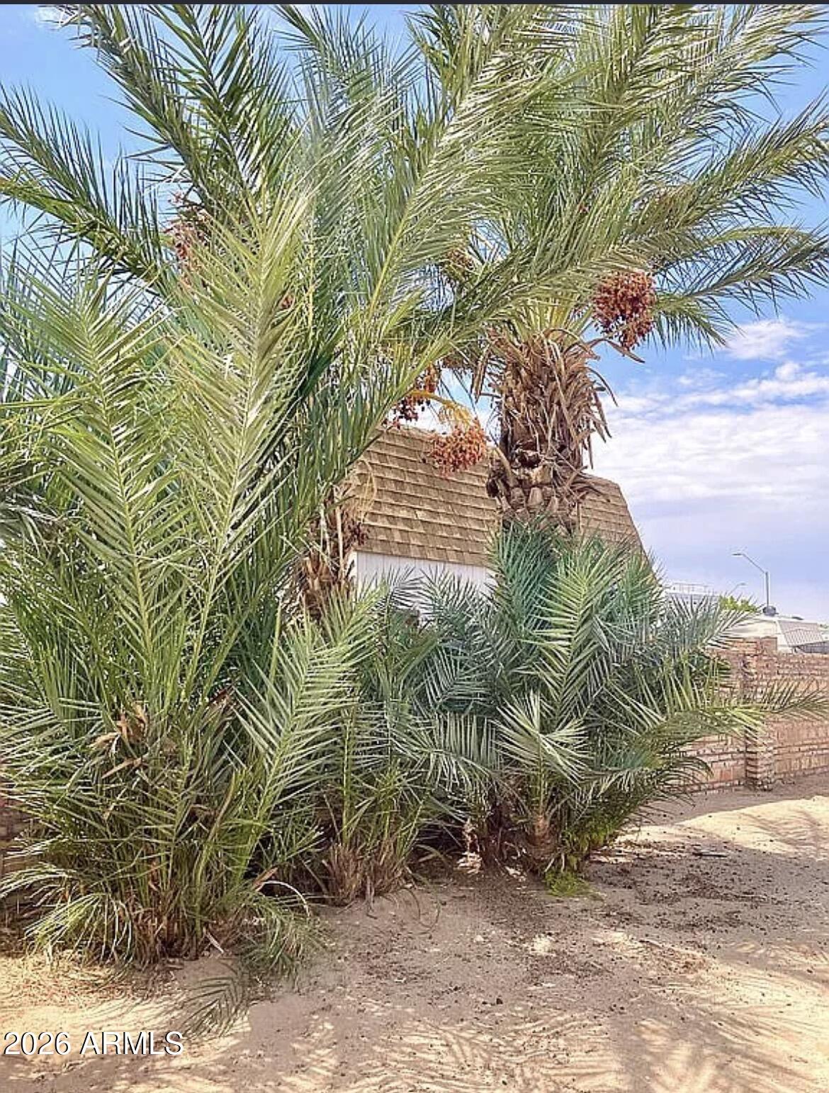 13245 East 39th Way Yuma, AZ 85367 - Photo 18 of 24 a view of garden