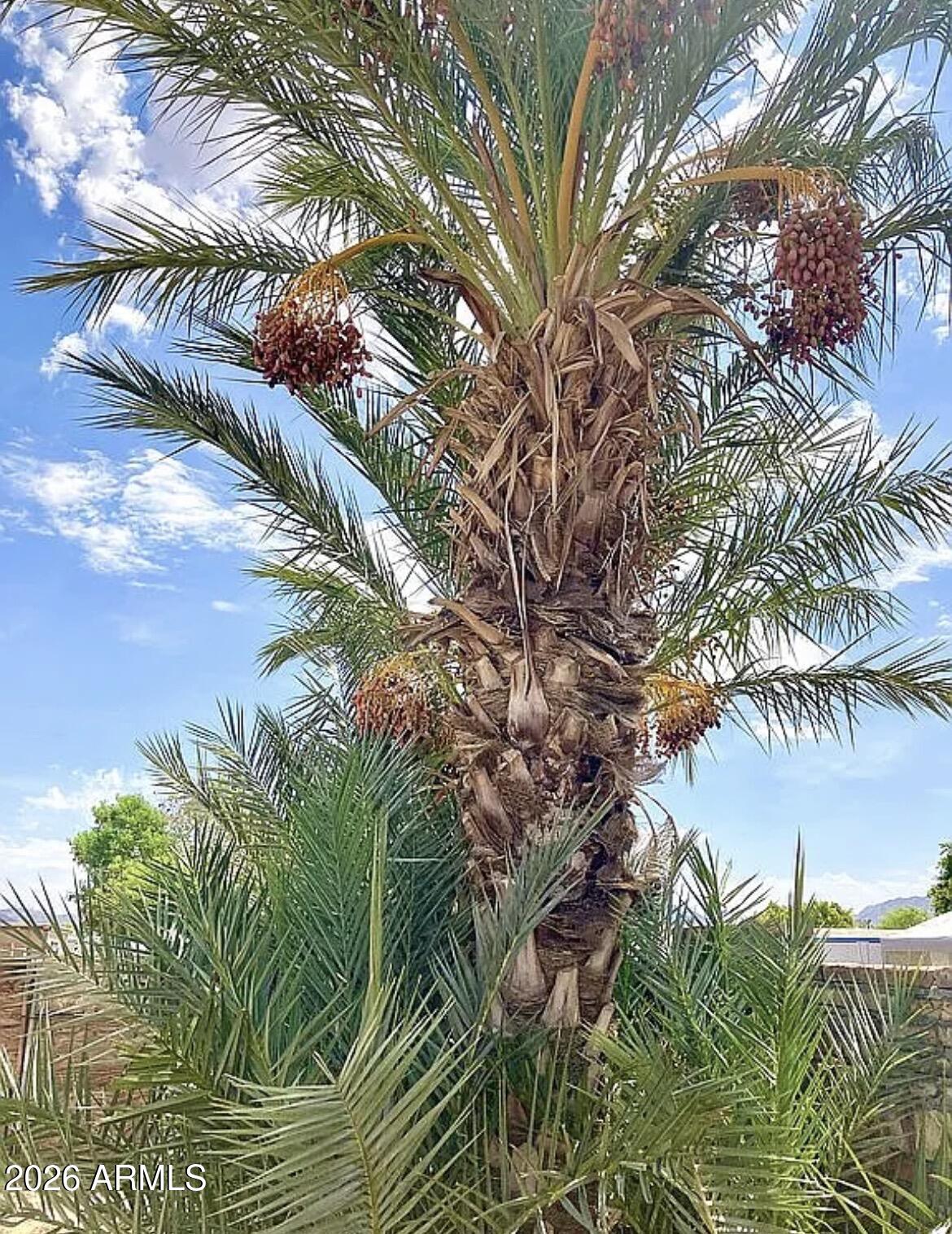 13245 East 39th Way Yuma, AZ 85367 - Photo 22 of 24 a picture of plants