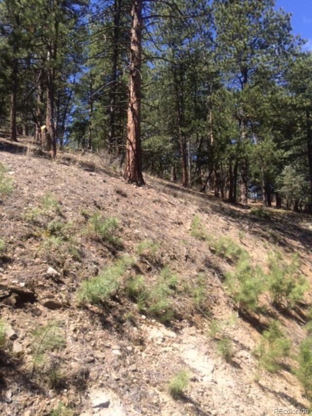 3004 South Piney Ridge Road Evergreen, CO 80439 - Photo 7 of 35 a view of a yard covered with trees