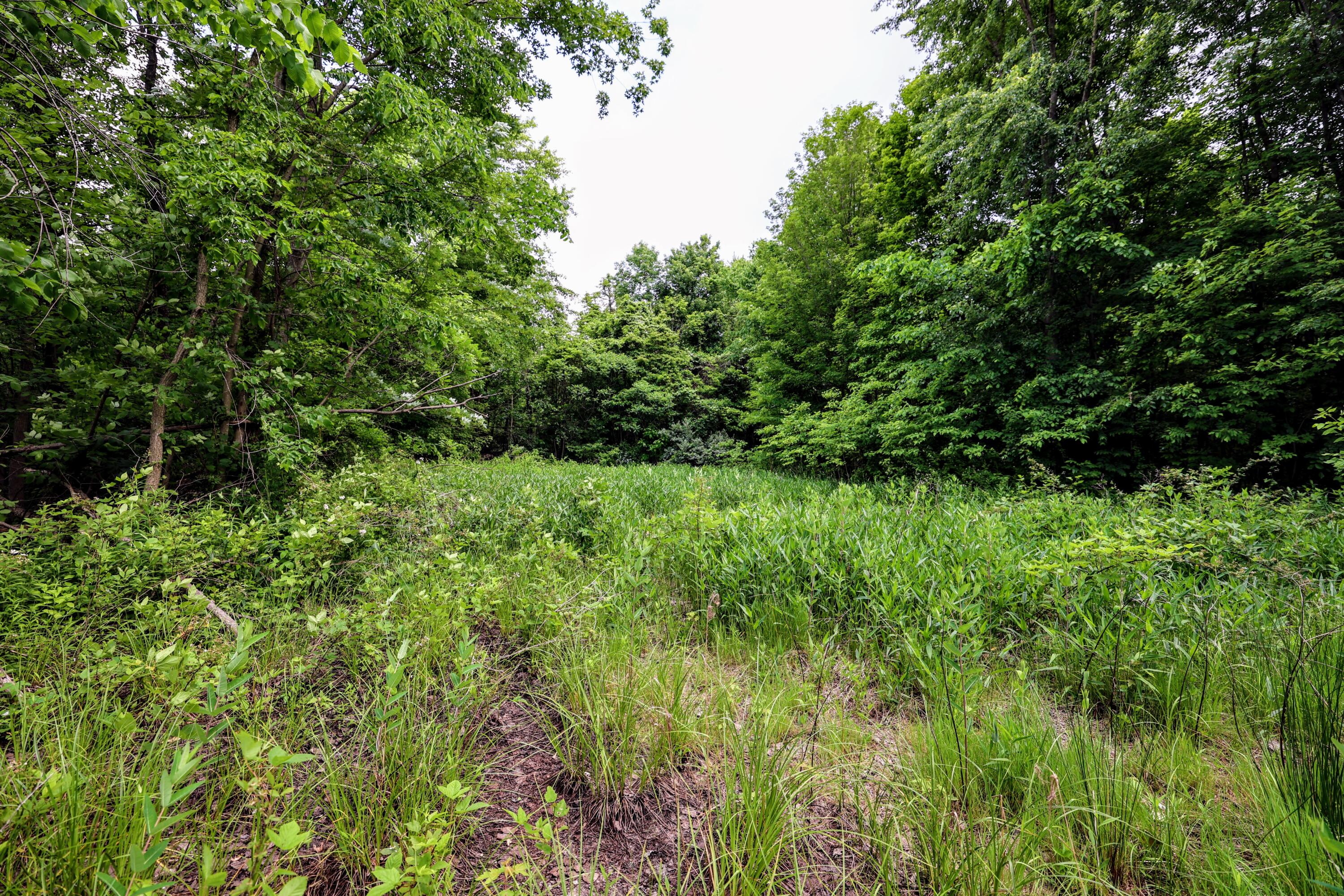 Vl Black River Road Bangor, MI 49013 - Photo 8 of 54 8