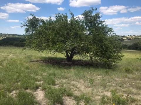 a view of a trees in a yard