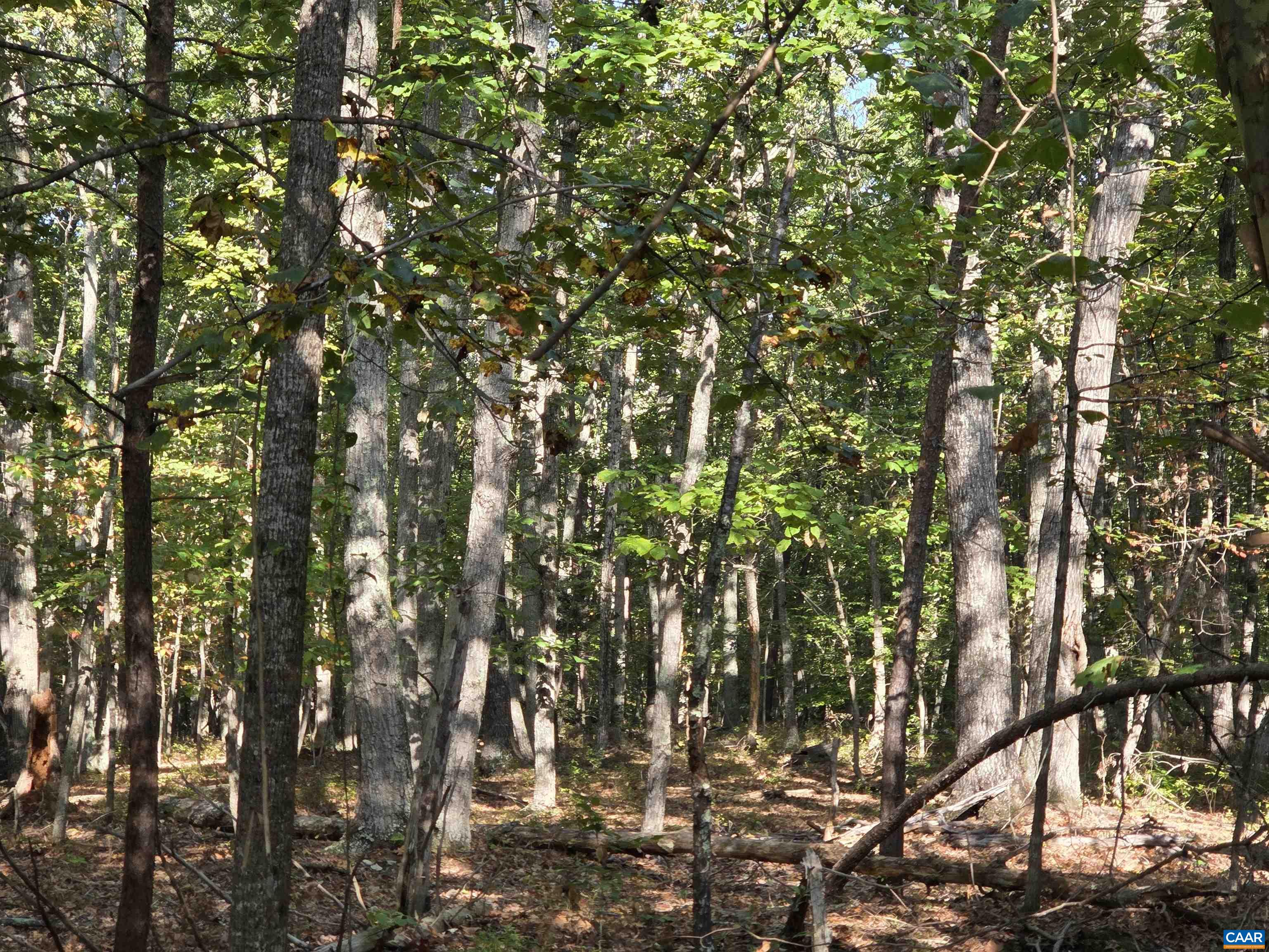 388 Mahanes Road Gordonsville, VA 22942 - Photo 5 of 7 a view of tree