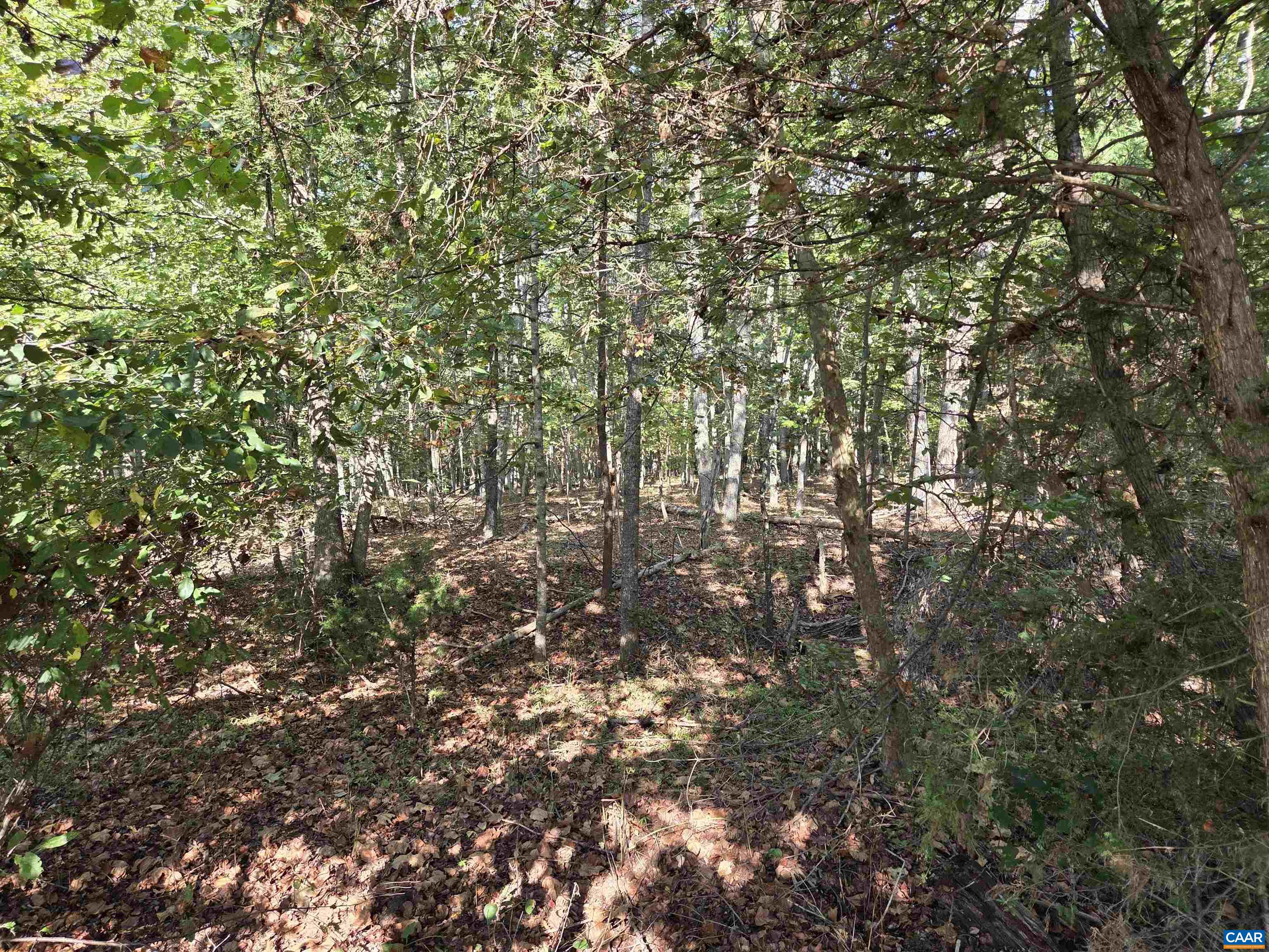 388 Mahanes Road Gordonsville, VA 22942 - Photo 7 of 7 a view of tree