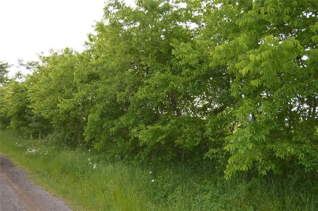 a view of a lush green forest