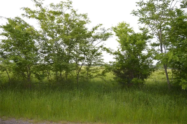 a view of a big yard