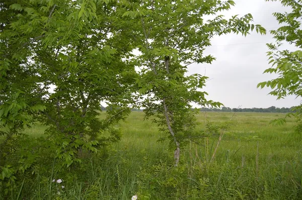 a view of a lush green space