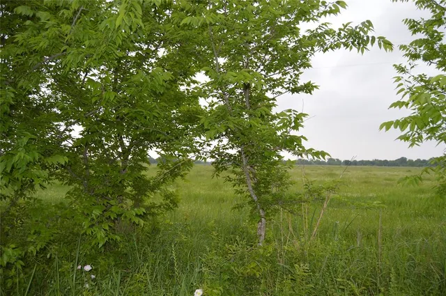 a view of a lush green space
