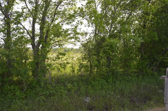 a view of a lush green forest
