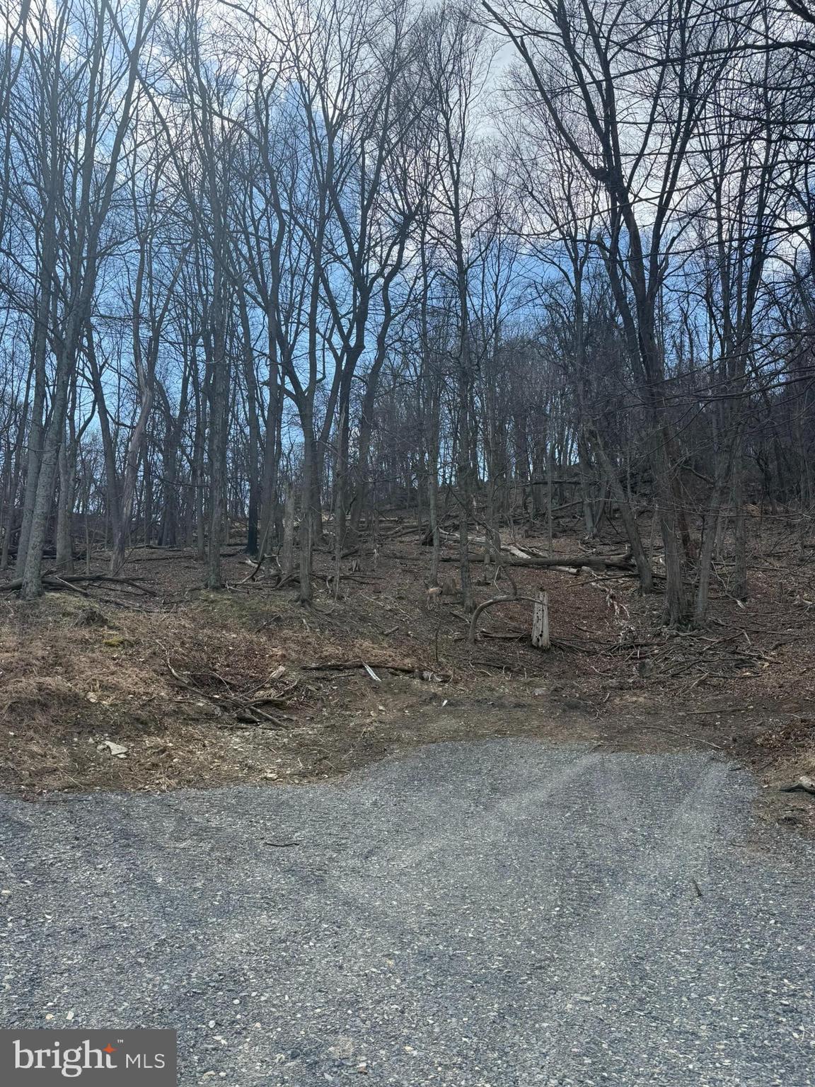 Waxler Road Keyser, WV 26726 - Photo 4 of 12 a view of outdoor space with trees