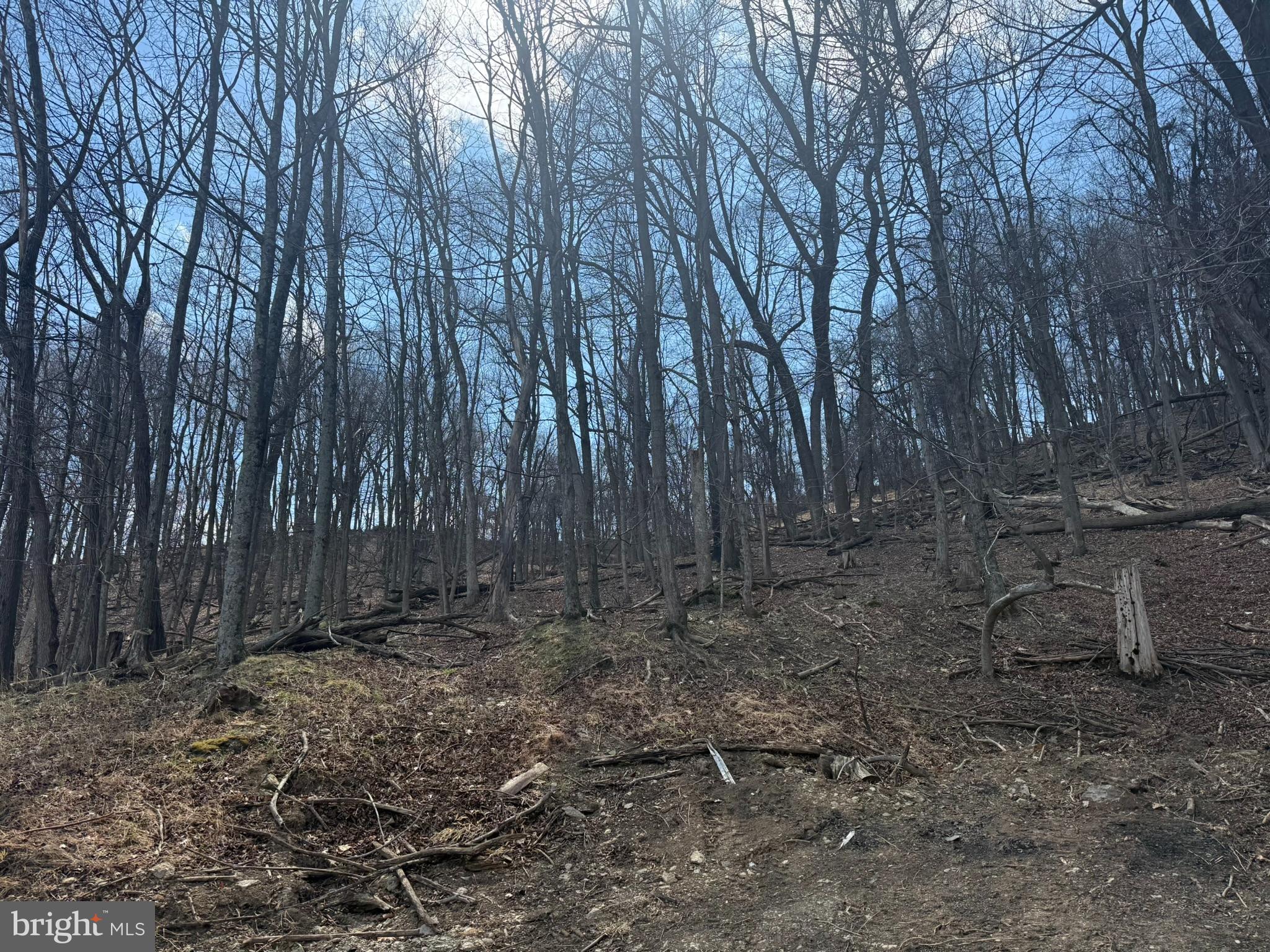 Waxler Road Keyser, WV 26726 - Photo 5 of 12 a view of backyard with green space
