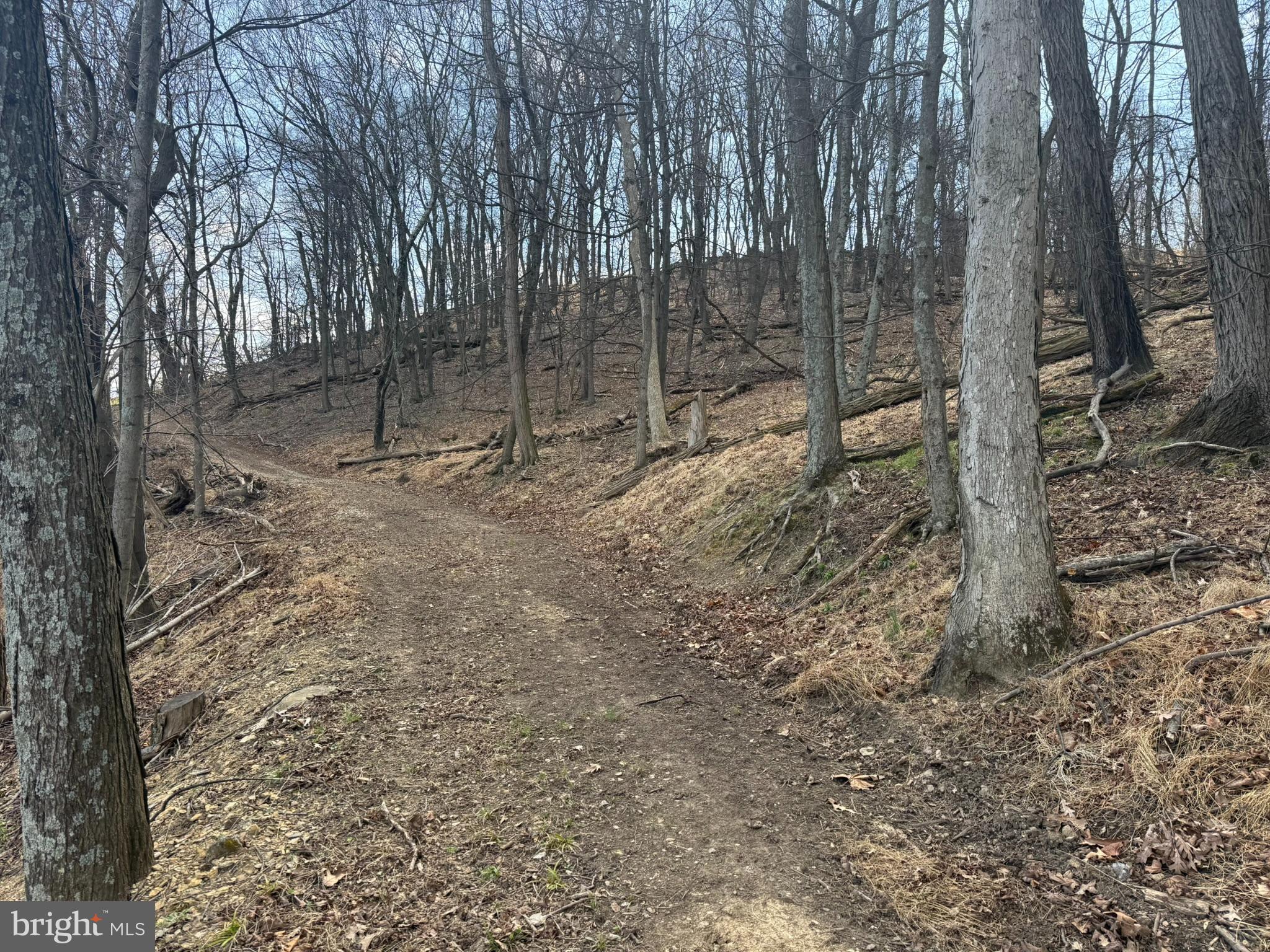 Waxler Road Keyser, WV 26726 - Photo 7 of 12 a view of a forest with trees in the background
