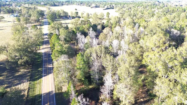 a close up of a tree