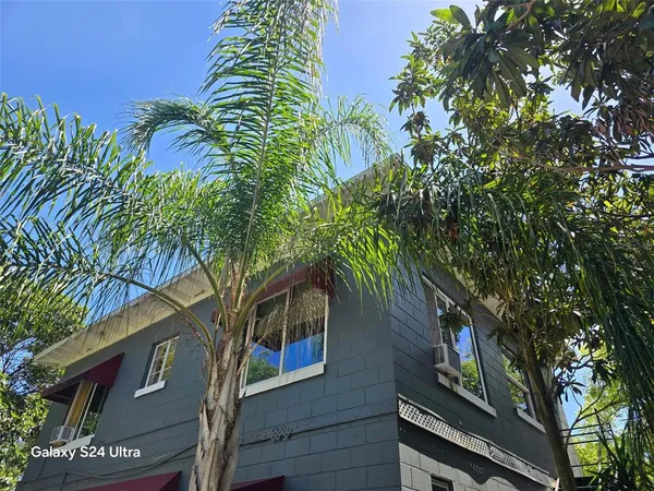 a view of a tree with a tree