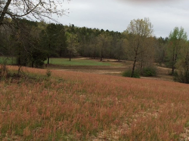 0 Deer Stand Road Wagener, SC 29164 - Photo 6 of 7