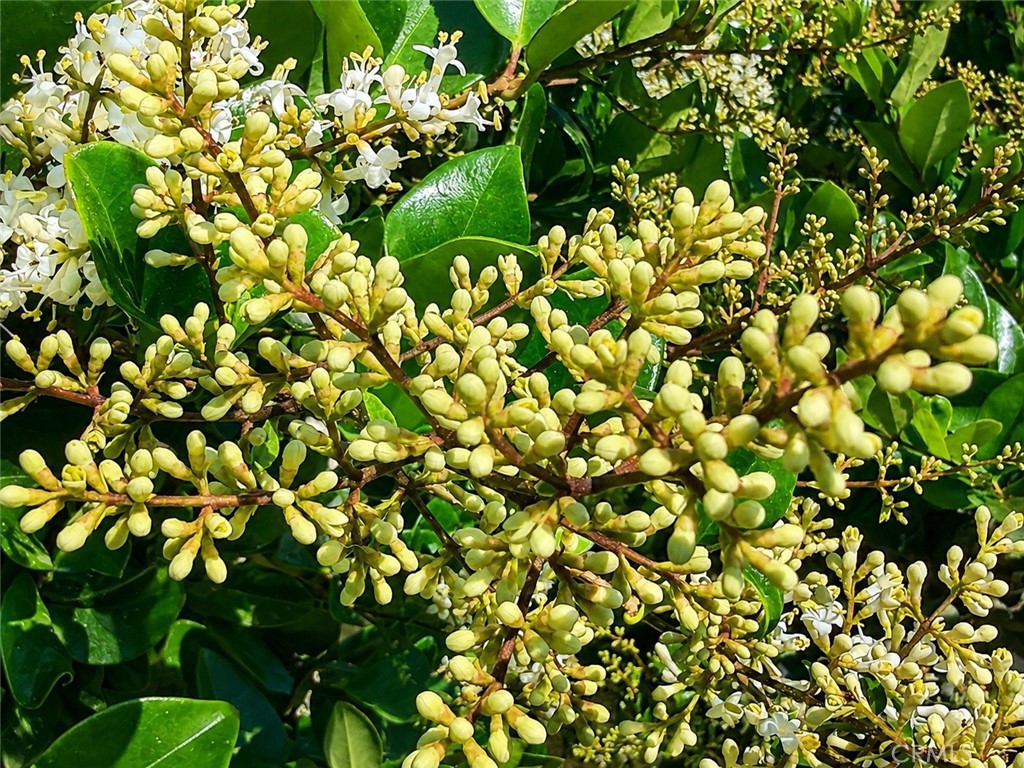 18437 Newman Avenue Riverside, CA 92508 - Photo 46 of 51 Flowering shrubs at the fenceline for beauty and privacy