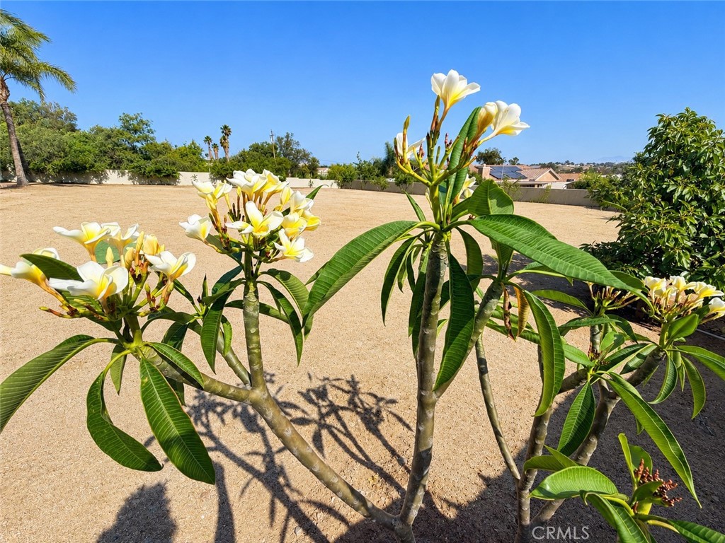 18437 Newman Avenue Riverside, CA 92508 - Photo 47 of 51 Plumeria, one of many flowering shrubs
