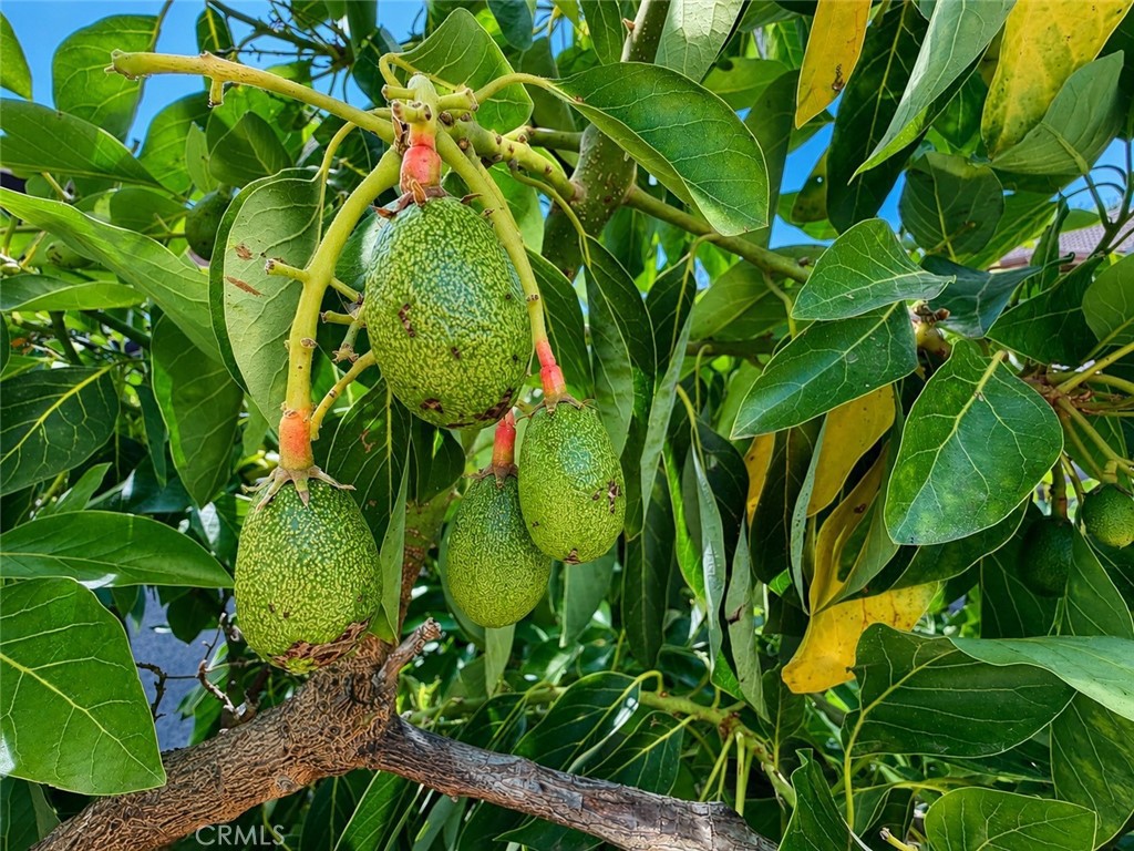 18437 Newman Avenue Riverside, CA 92508 - Photo 48 of 51 One of many different fruit tree varieties at the fenceline for your culinary pleasure