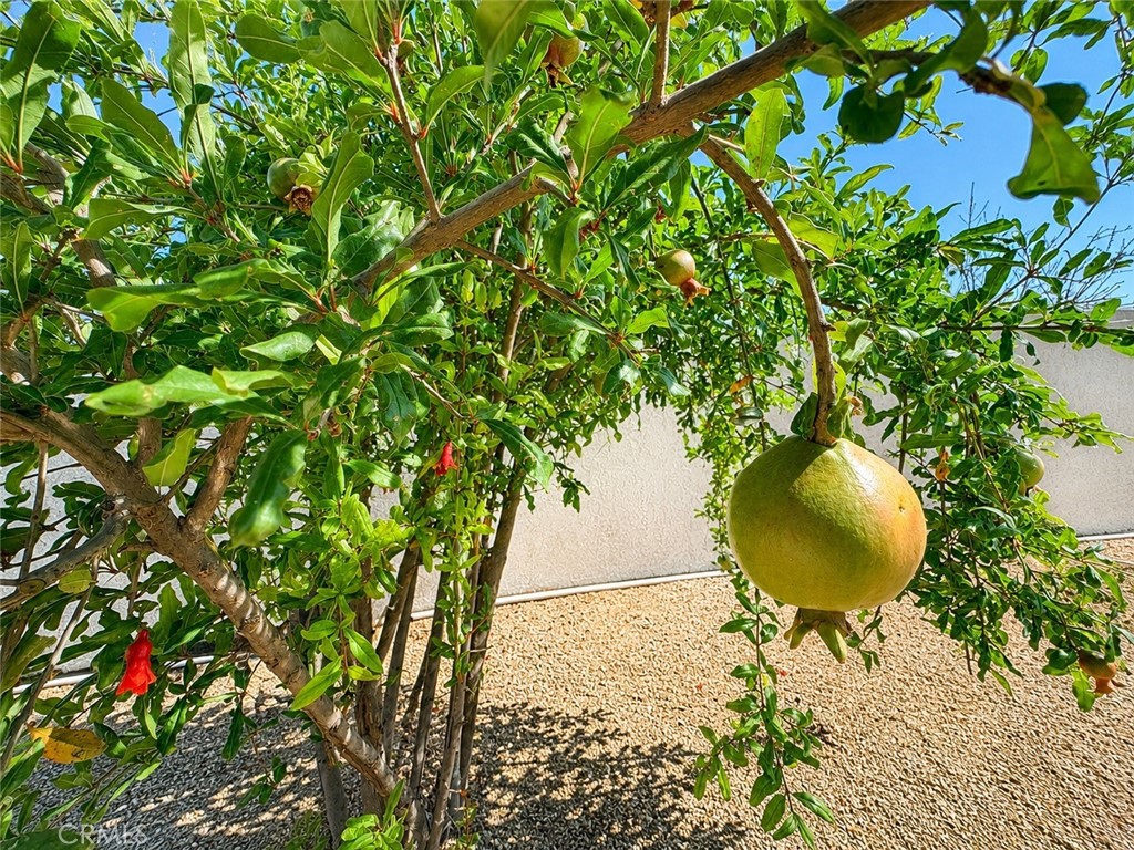 18437 Newman Avenue Riverside, CA 92508 - Photo 49 of 51 Pomegranate tree