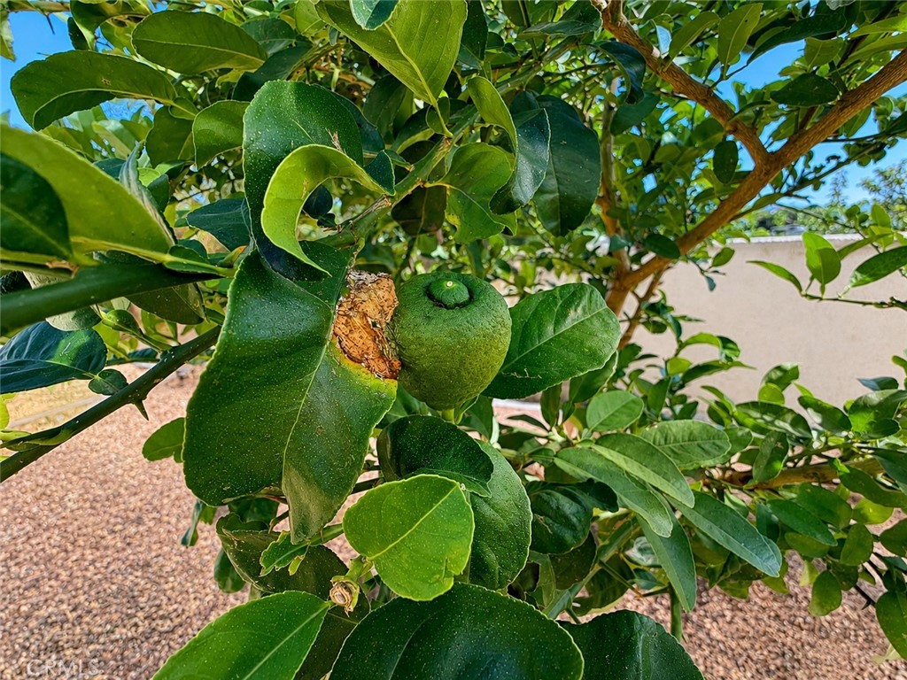 18437 Newman Avenue Riverside, CA 92508 - Photo 50 of 51 More fruit trees, all on a drip irrigation