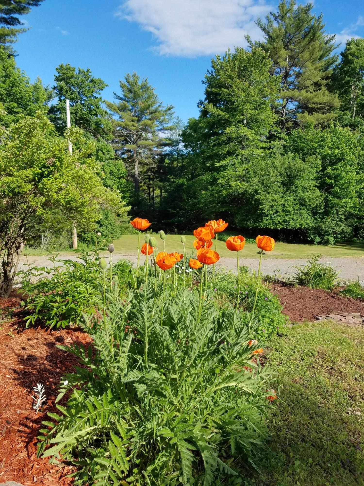 173 Mill Road Dedham, ME 04429 - Photo 61 of 65 20200615_170515