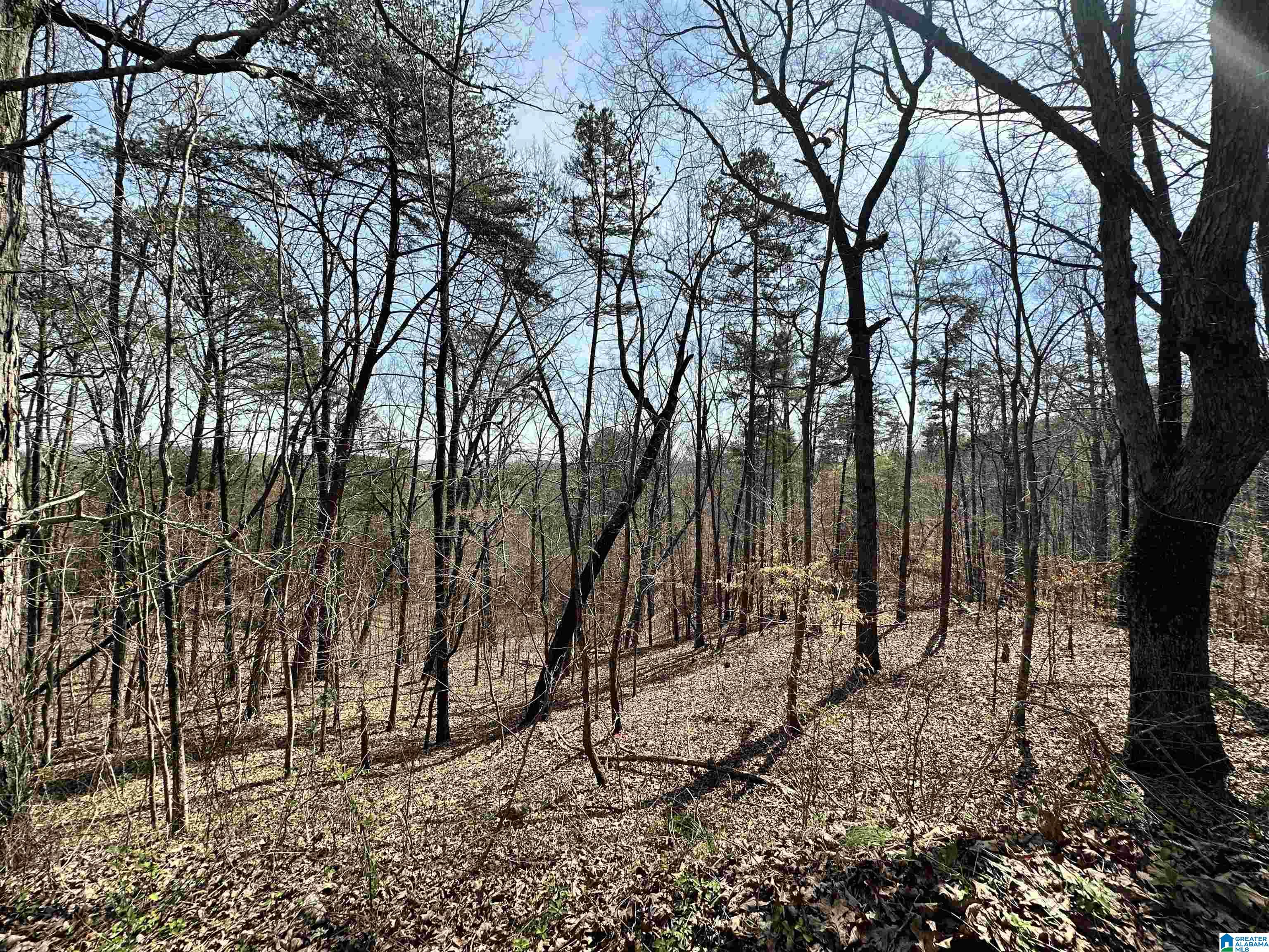 0 Walkers Gap Road Springville, AL 35146 - Photo 5 of 15
