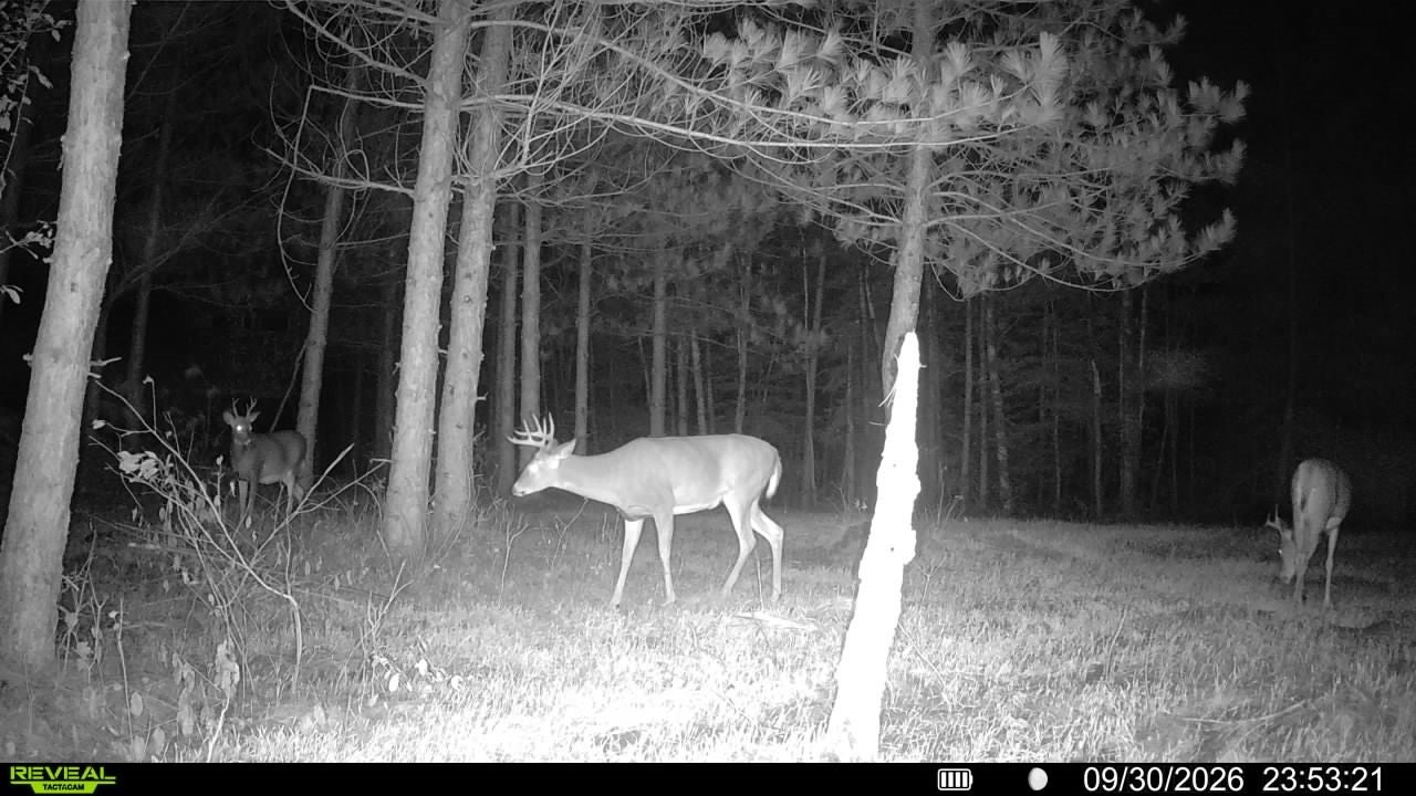 20-acres Adams Road Bruce, WI 54819 - Photo 25 of 27 Gallery Image 25