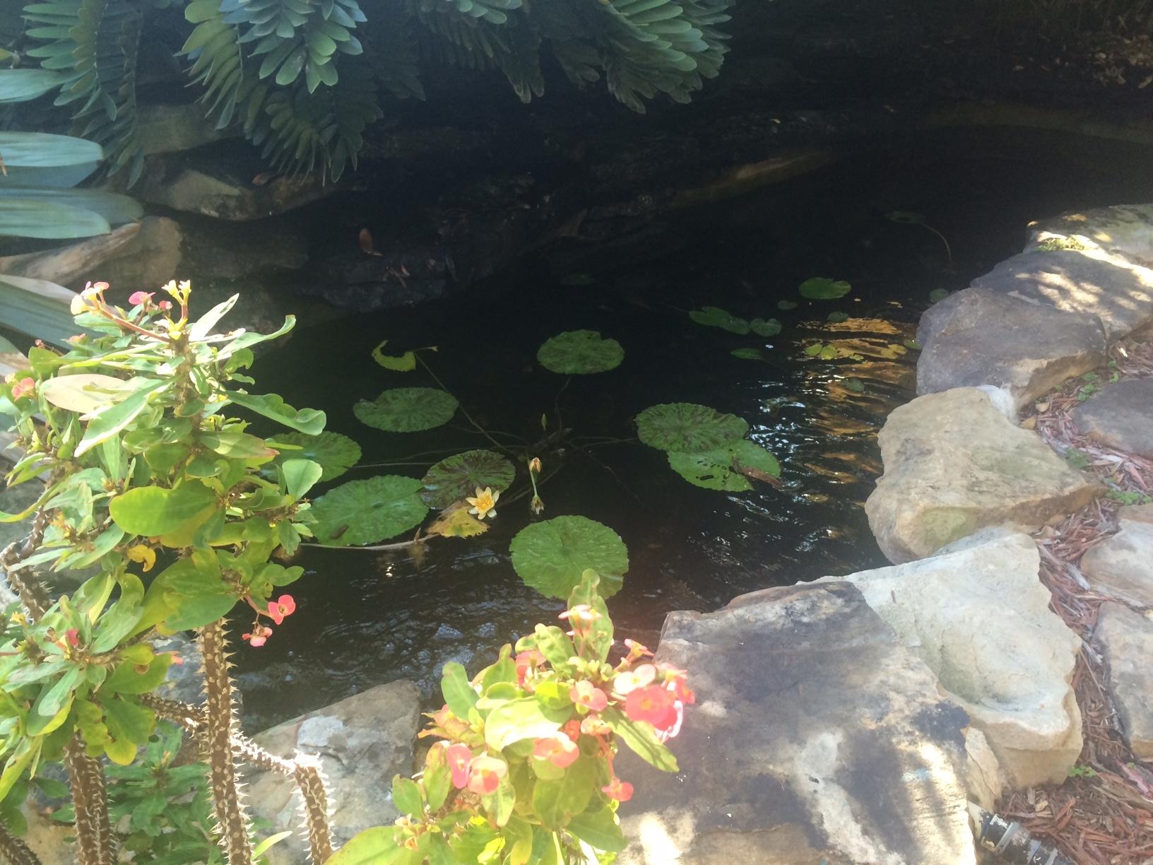 755 Coventry Street Boca Raton, FL 33487 - Photo 4 of 11 Koi Pond and Waterfall