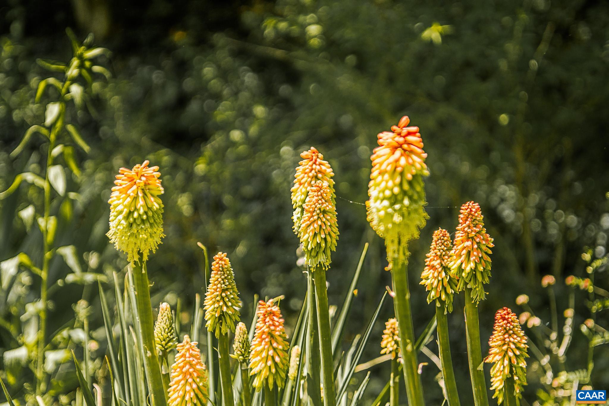 3033 Bacon Hollow Road Dyke, VA 22935 - Photo 51 of 66