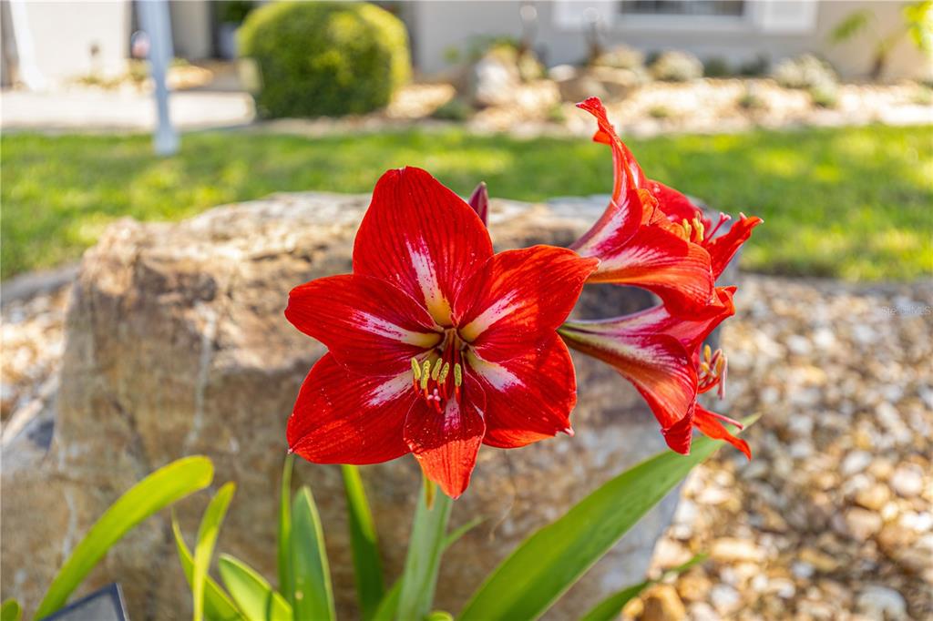 8090 South W 81st Loop Ocala, FL 34476 - Photo 36 of 37