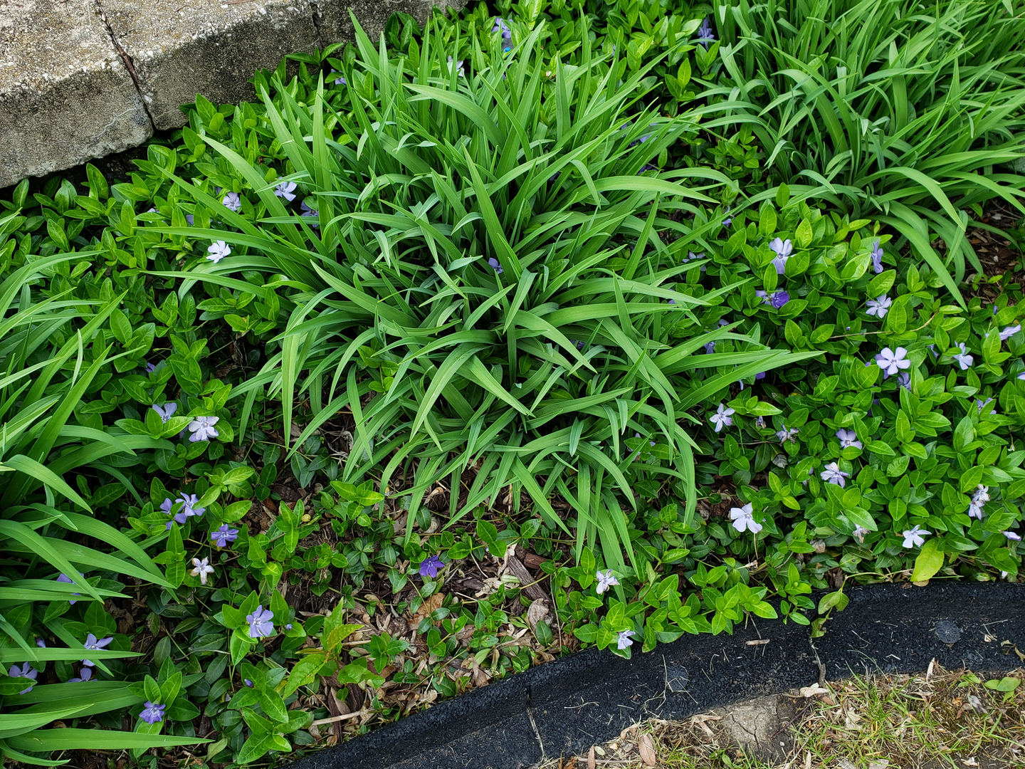 303 Roberts Road Inverness, IL 60067 - Photo 41 of 48 a view of a plant in a garden