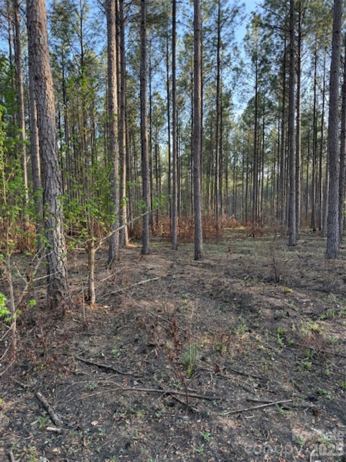 0 Clark Mountain Road Lilesville, NC 28091 - Photo 4 of 14