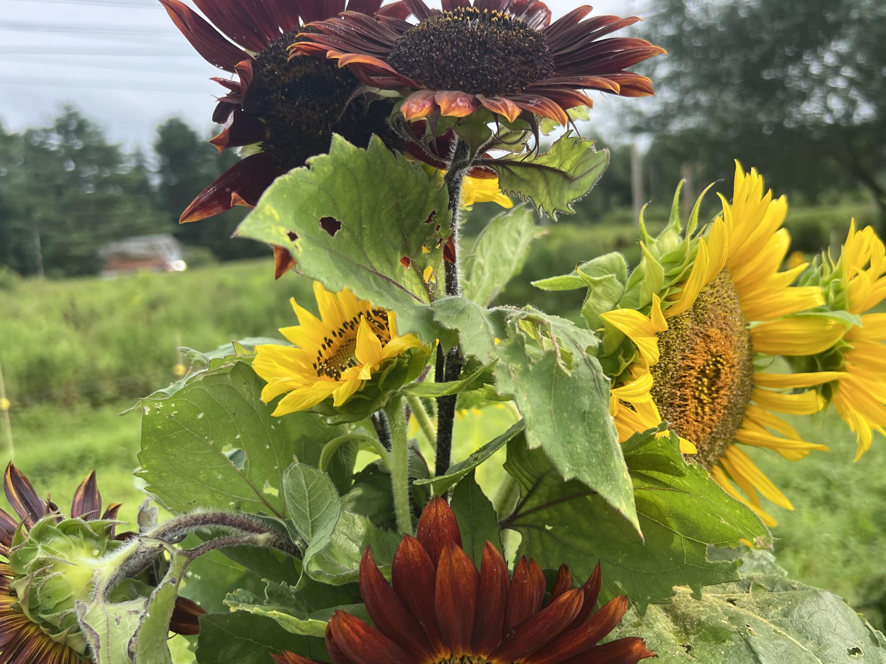 1465 Waterville Road Belfast, ME 04915 - Photo 23 of 31 Sunflowers