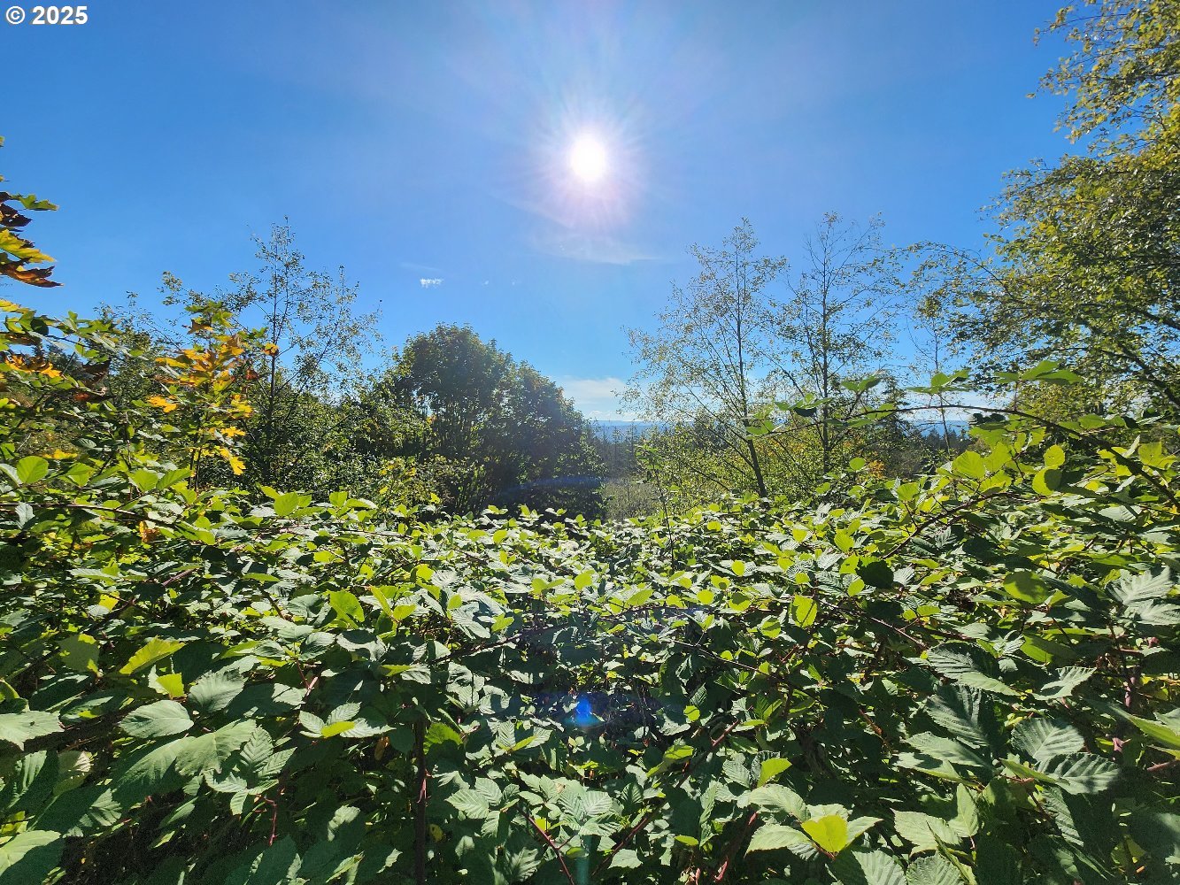 4733 Green Mountain Road Kalama, WA 98625 - Photo 16 of 16
