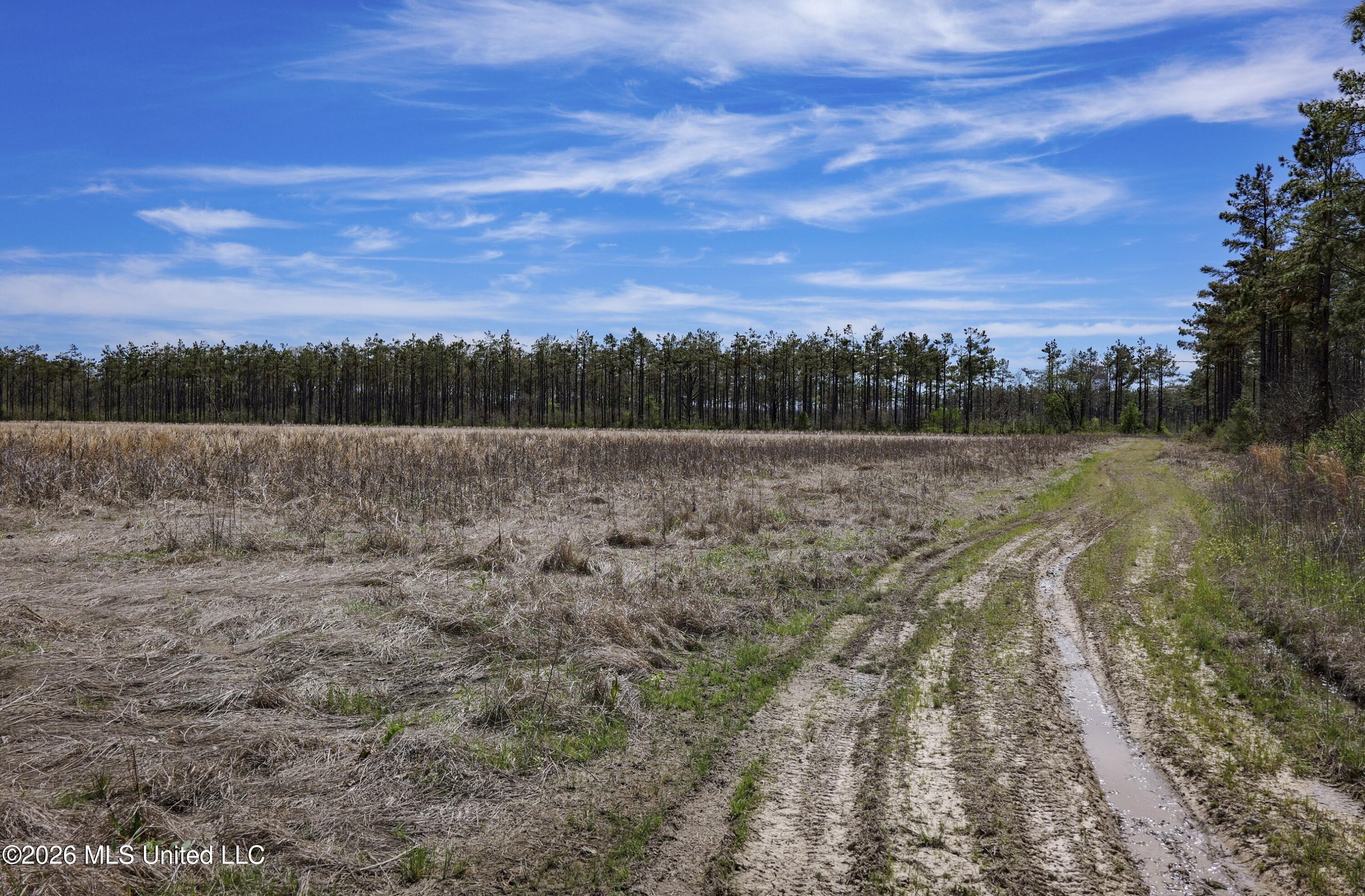 Wise Bend Road Thaxton, MS 38871 - Photo 9 of 22 2