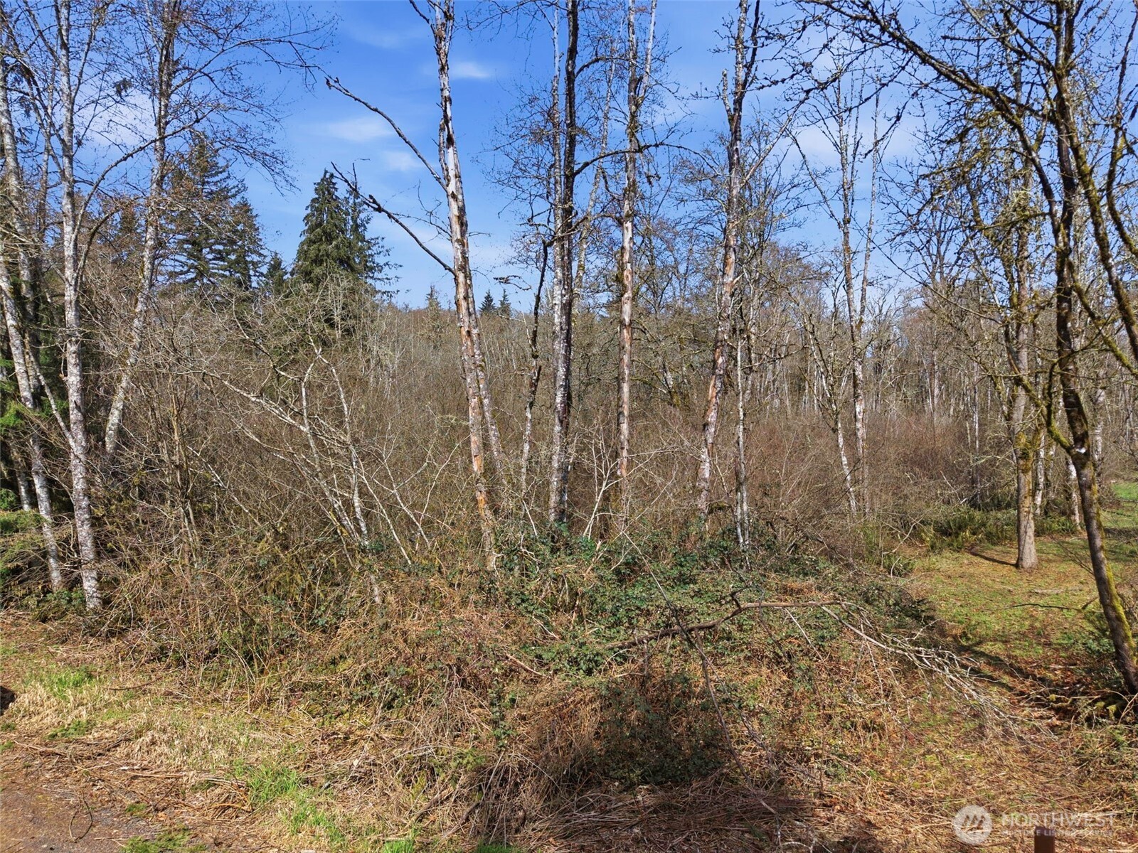 -xxx View Ridge Road Onalaska, WA 98570 - Photo 11 of 12 a view of a yard with trees