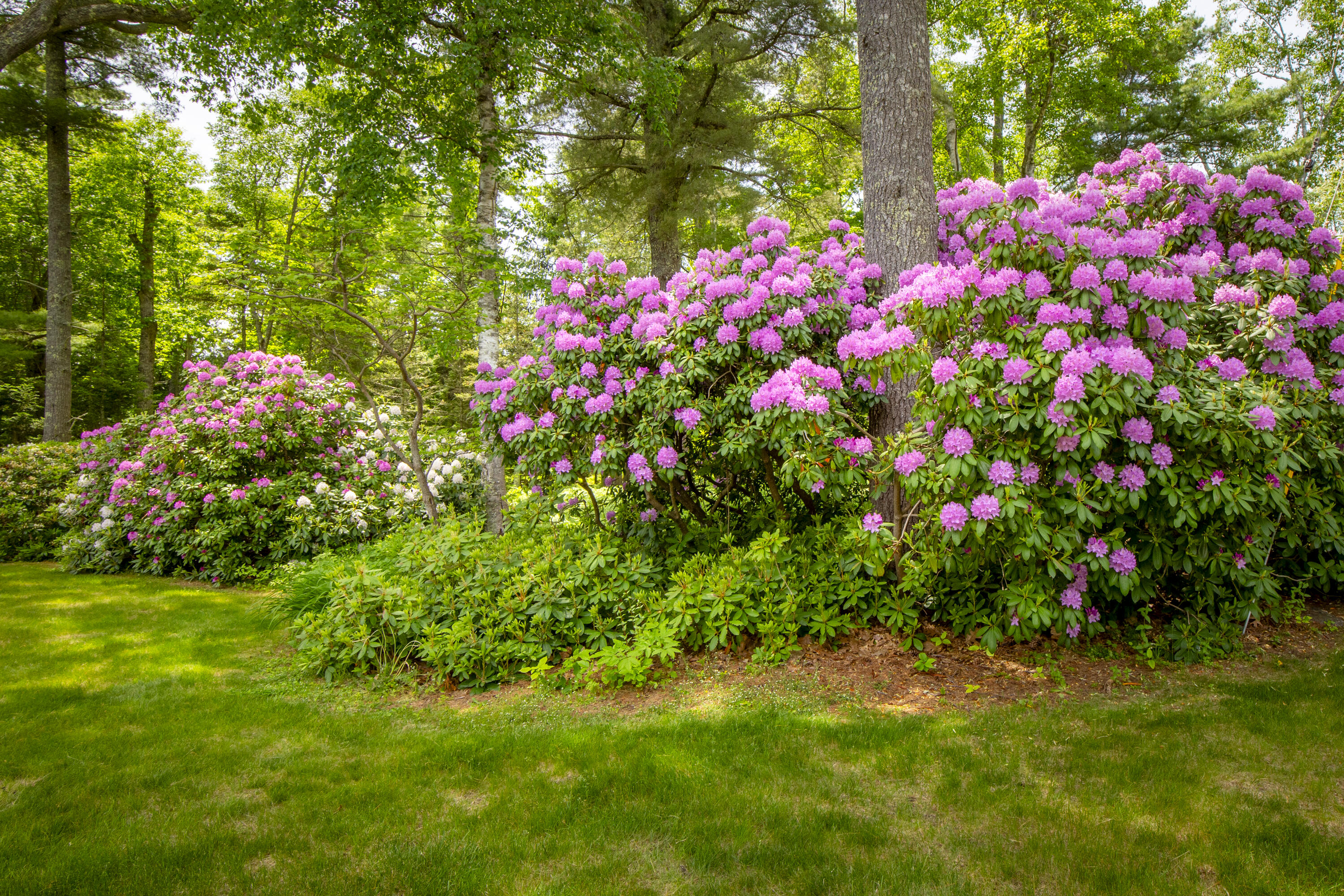 154 Chestnut Street Camden, ME 04843 - Photo 48 of 49 87-154ChestnutSt-Camden-KS