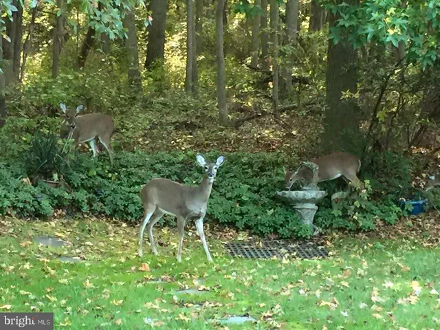 a view of lake with green space