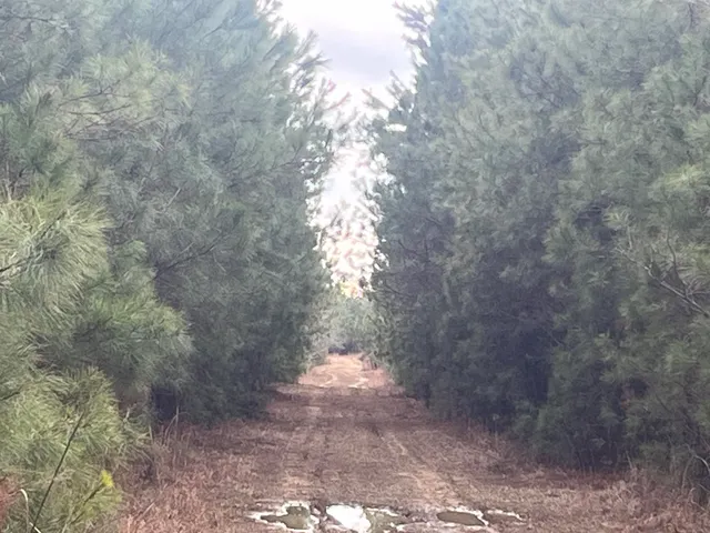 $1,099,000 | Centerville Road, Latta, SC 29565