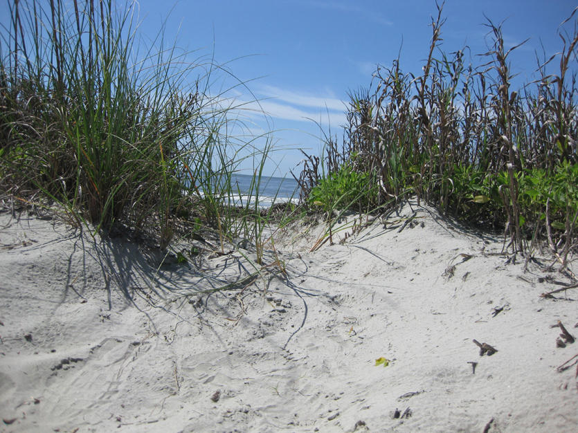 3724 Seabrook Island Road Seabrook Island, SC 29455 - Photo 49 of 53 MLS50
