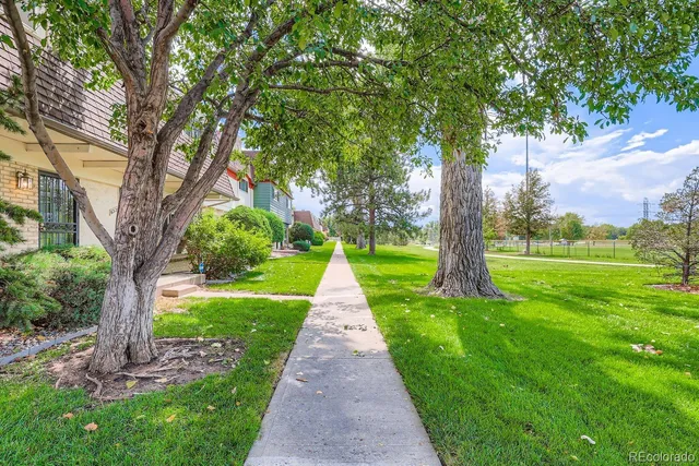a park with large trees