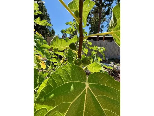 $349,000 | 44989 McKenzie Highway, Leaburg, OR 97489