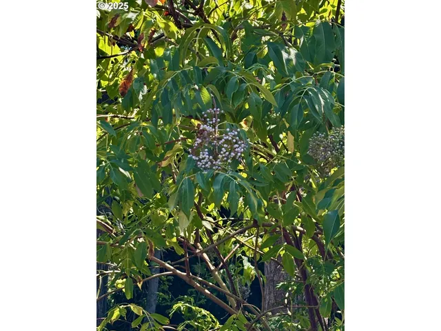 $349,000 | 44989 McKenzie Highway, Leaburg, OR 97489