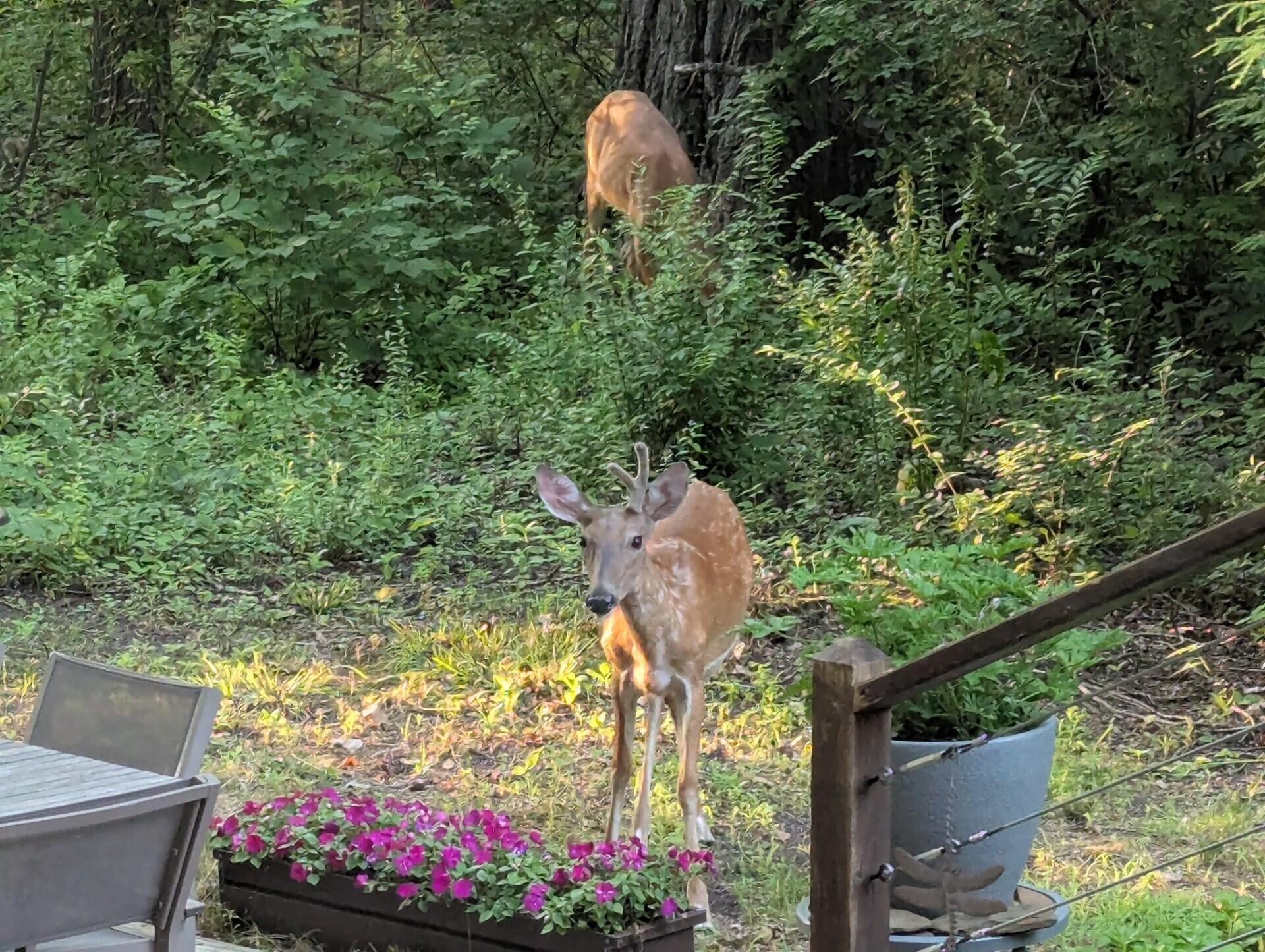 15578 Red Arrow Highway Union Pier, MI 49129 - Photo 24 of 28 backyard