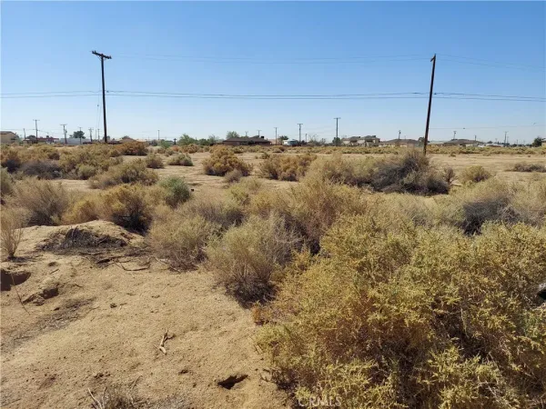 a view of a dry yard