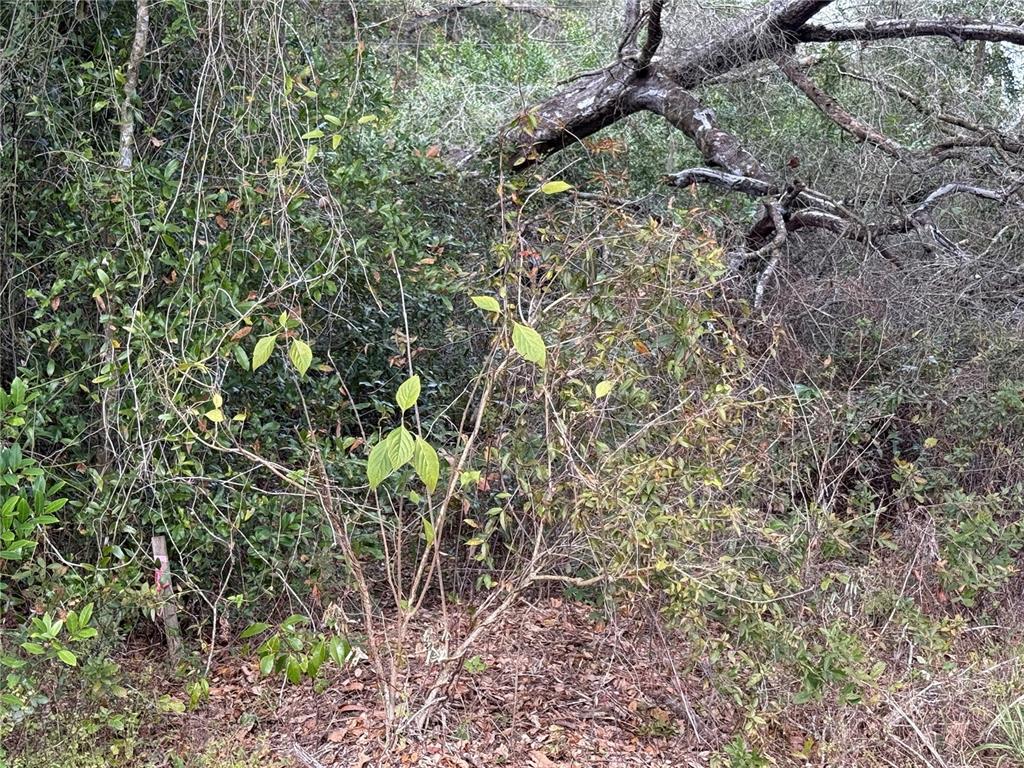 0 Hilda Road Dade City, FL 33523 - Photo 4 of 6 a plant is in a forest