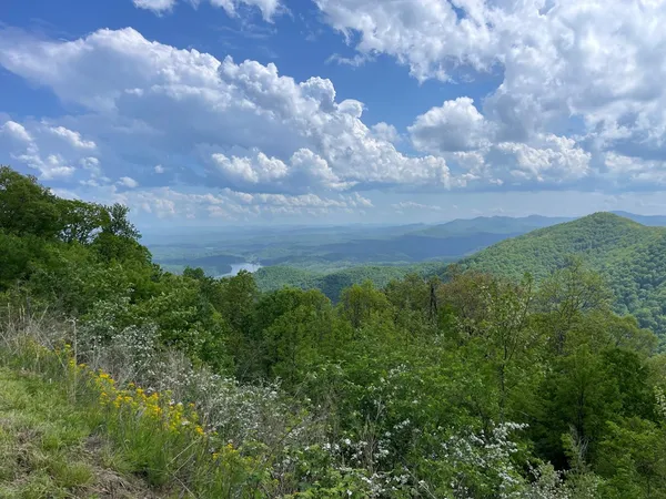 a view of a bunch of trees