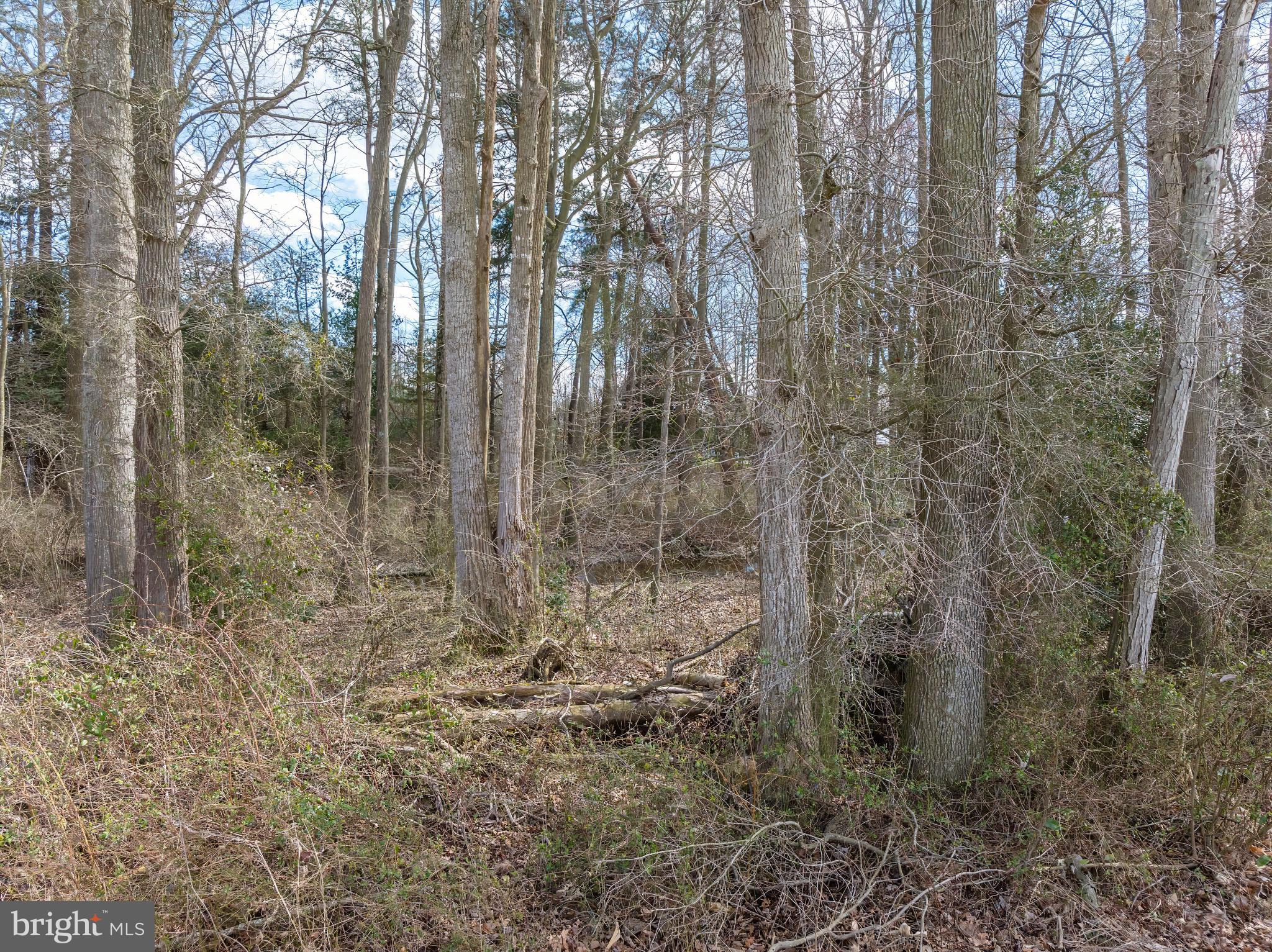 27515 Anthony Mill Road Denton, MD 21629 - Photo 5 of 15 Refer to plat for property size and locationRefer