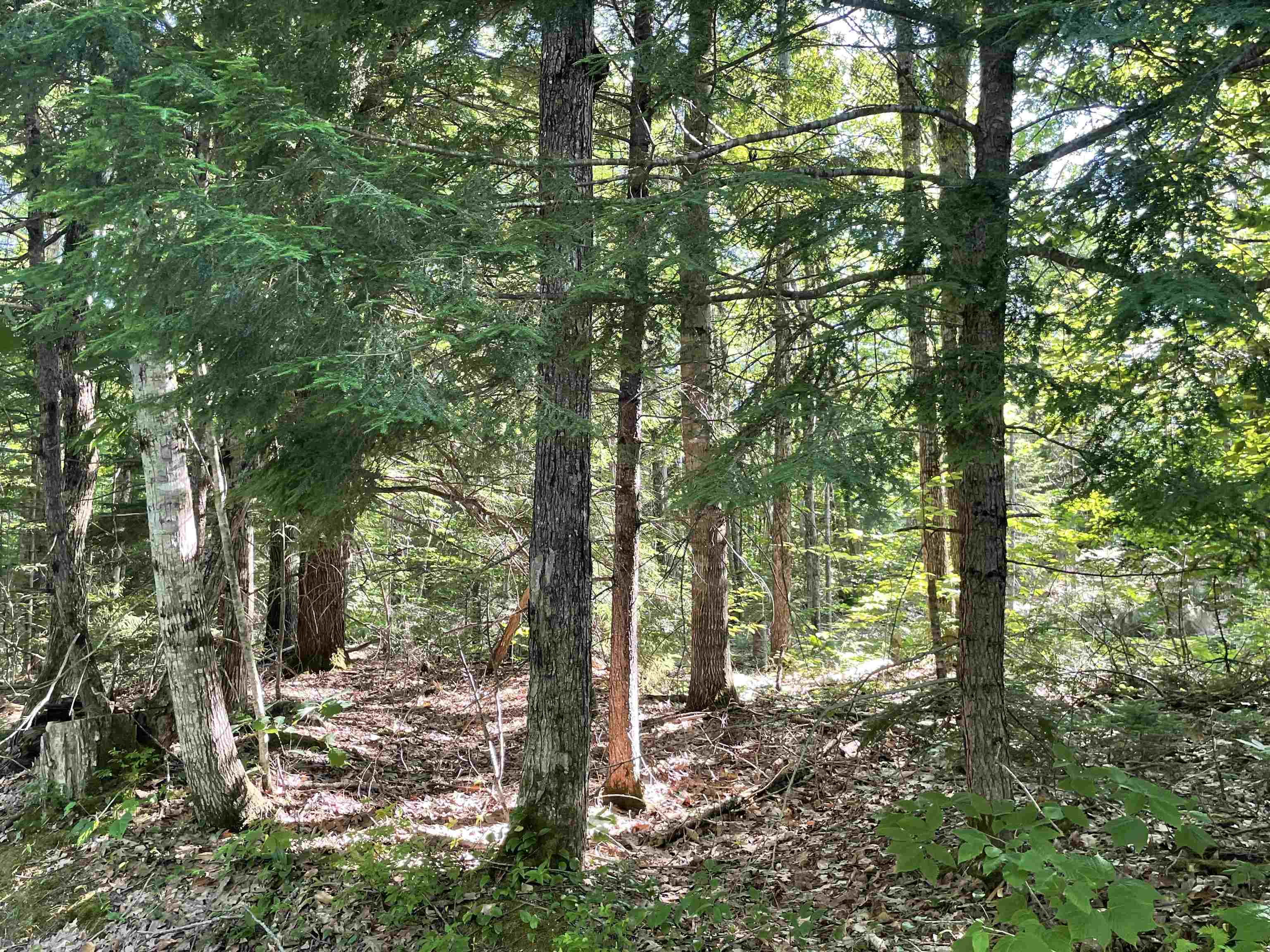 22 Mt Israel Road Sandwich, NH 03227 - Photo 5 of 6 Gallery Image 5