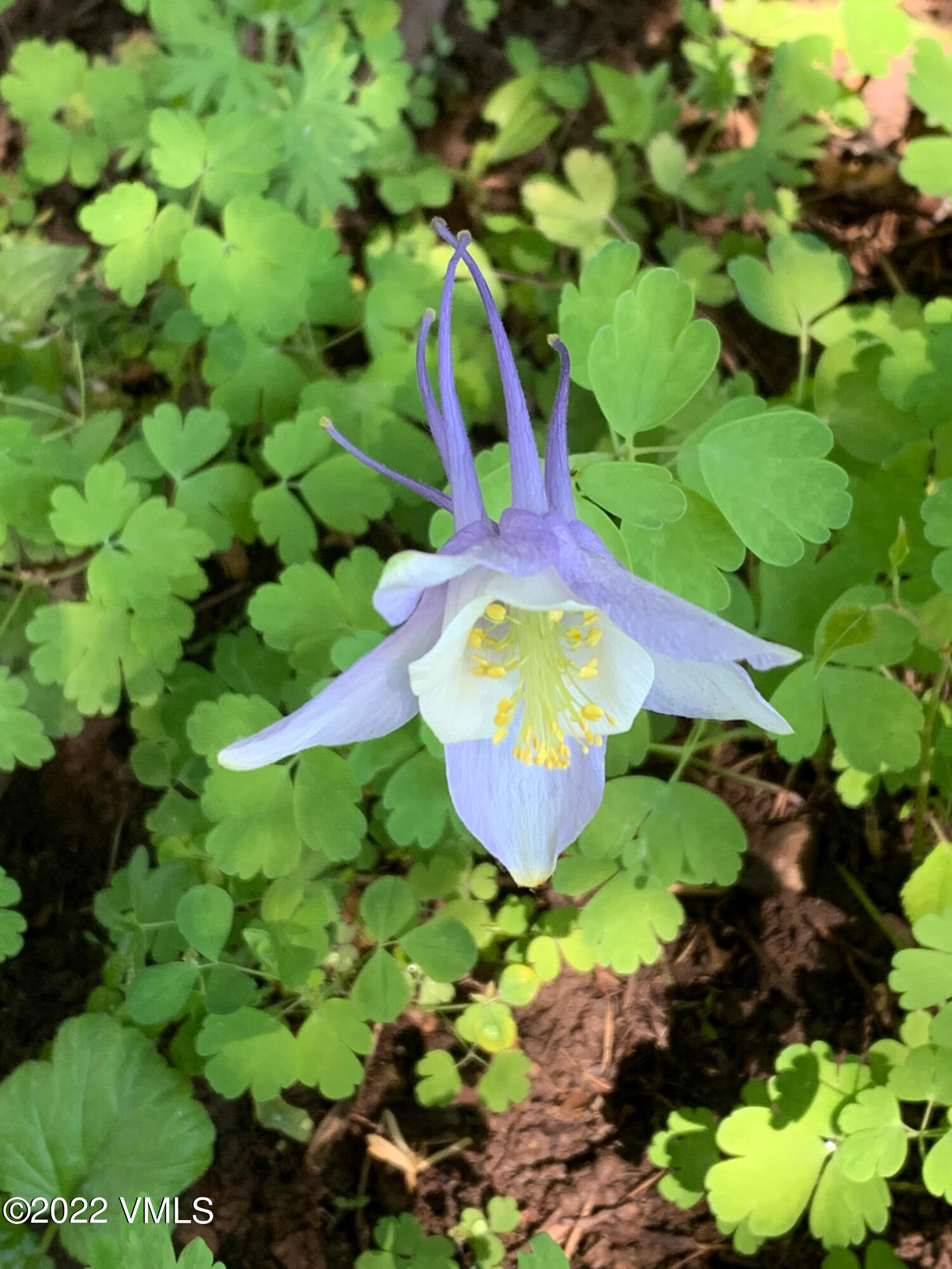 753 Bull Run Eagle, CO 81631 - Photo 20 of 30 a view of a flower